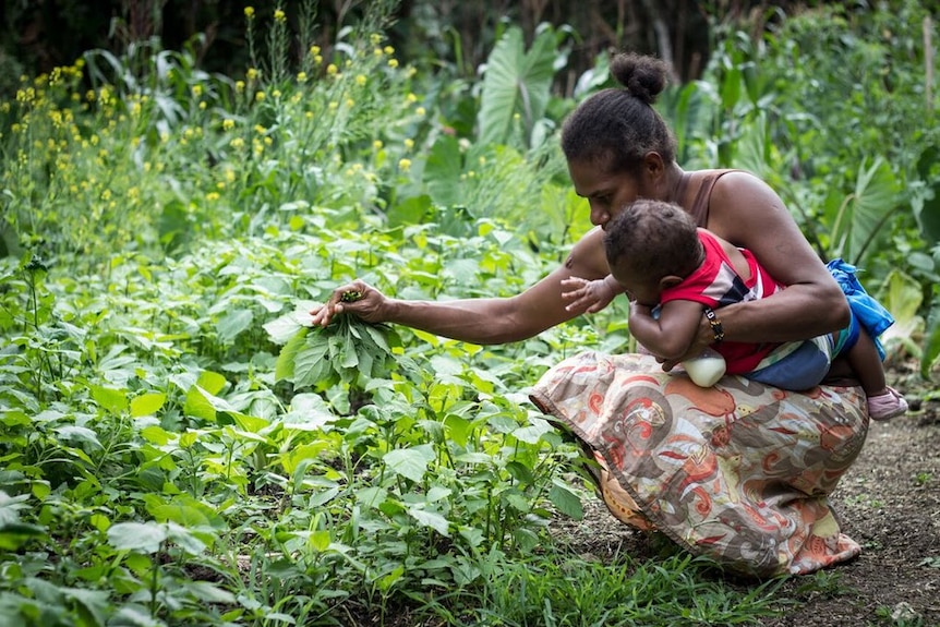 Mother and baby pick leafy vegetables in the rural Efate island in Vanuatu.