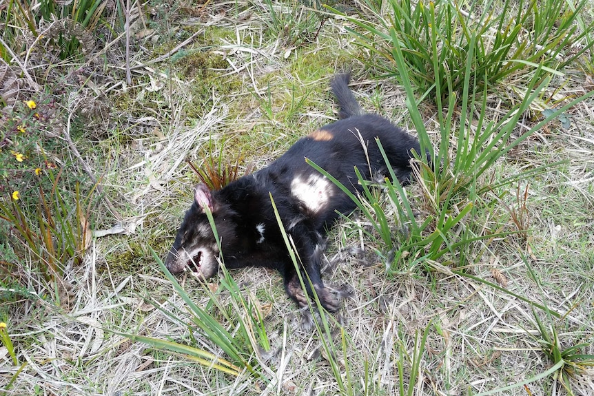 Tasmanian devil roadkill