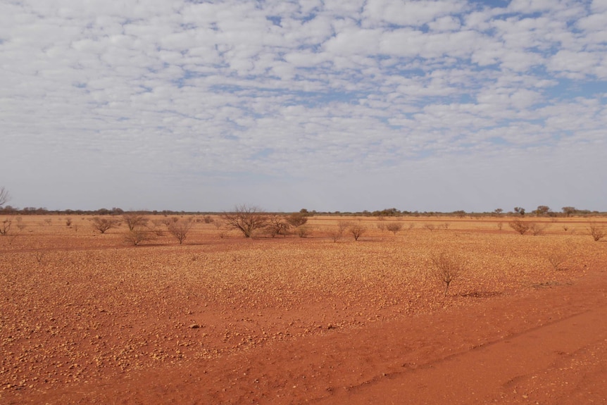 A landscape of red, rocky dirt beneath a cloudy sky with dying trees.