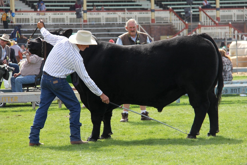 A bull in the main show ring at the Ekka