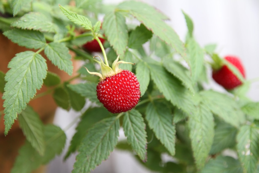 Native raspberries growing in a pot.