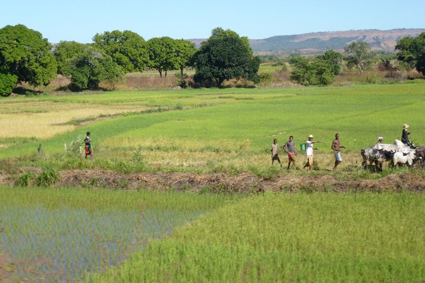 Rice paddies in Madagascar