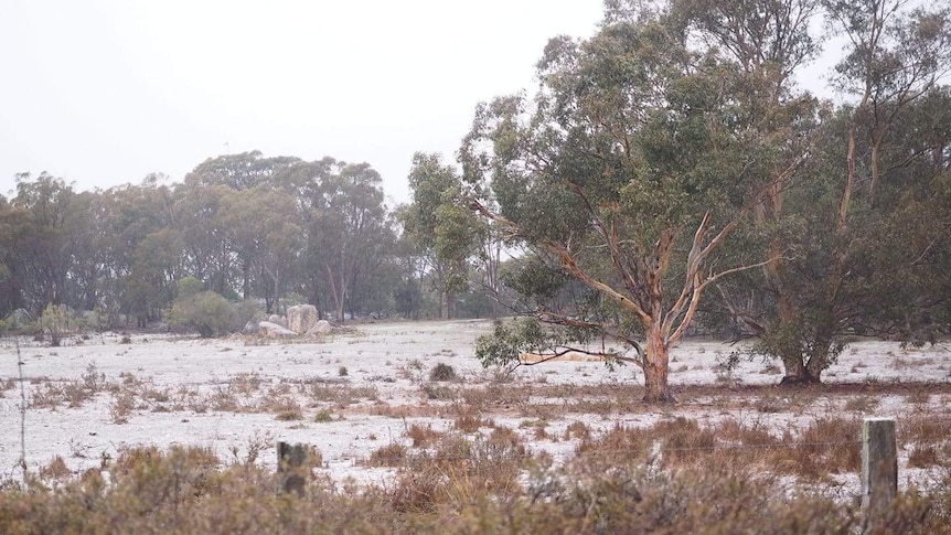 Early morning snow fall at Pyramids Road near Girraween National Park, 4 June 2019.