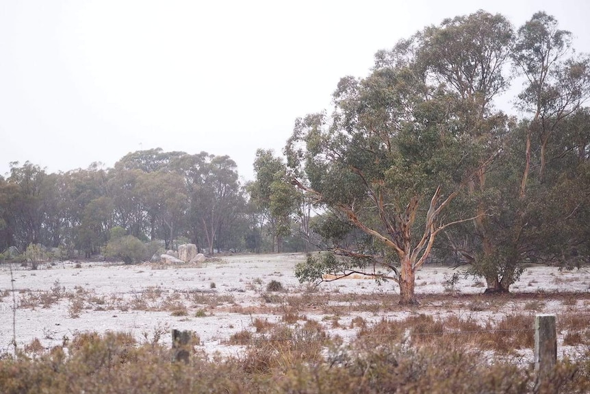 Early morning snow fall at Pyramids Road near Girraween National Park, 4 June 2019.