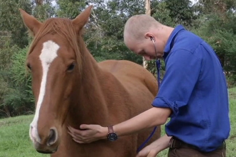 Manjimup vet Will Powell treats a horse at a farming property