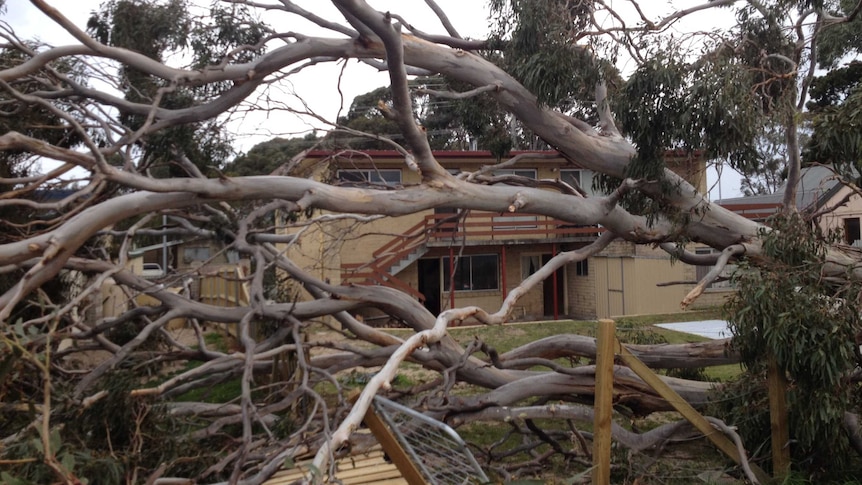 A tree flattened by wind in Lauderdale