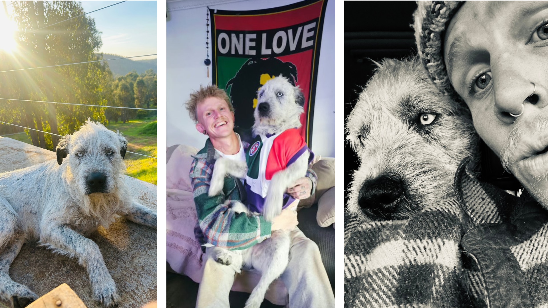 A three-panel image showing a dog basking in the sun and cuddling up to his owner.
