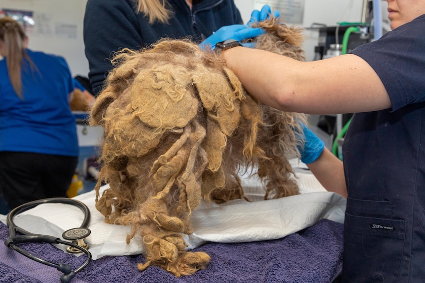 A dog with matted fur.