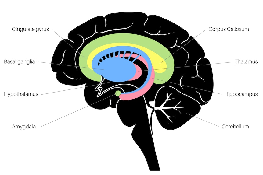 Diagram of the human brain showing the limbic system, which sits beneath the wrinkly outer layer