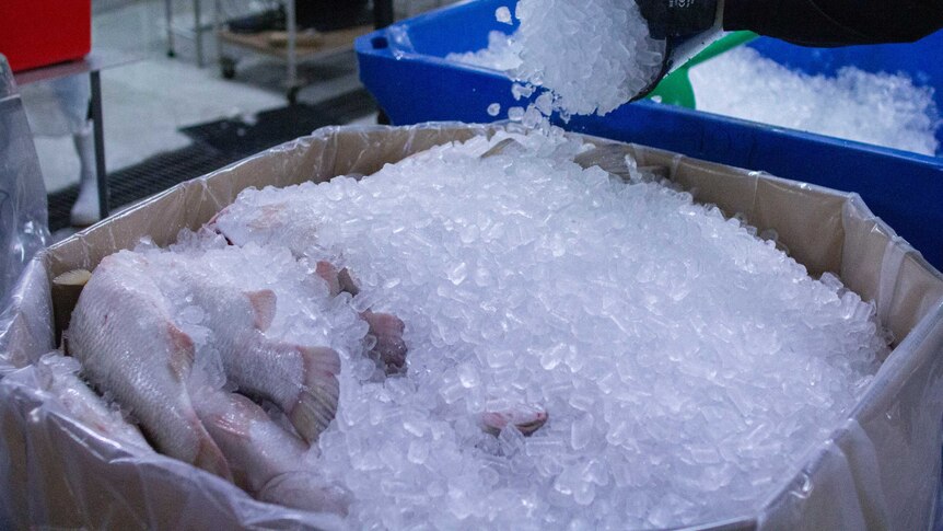 barramundi in a box with ice being poured over top.