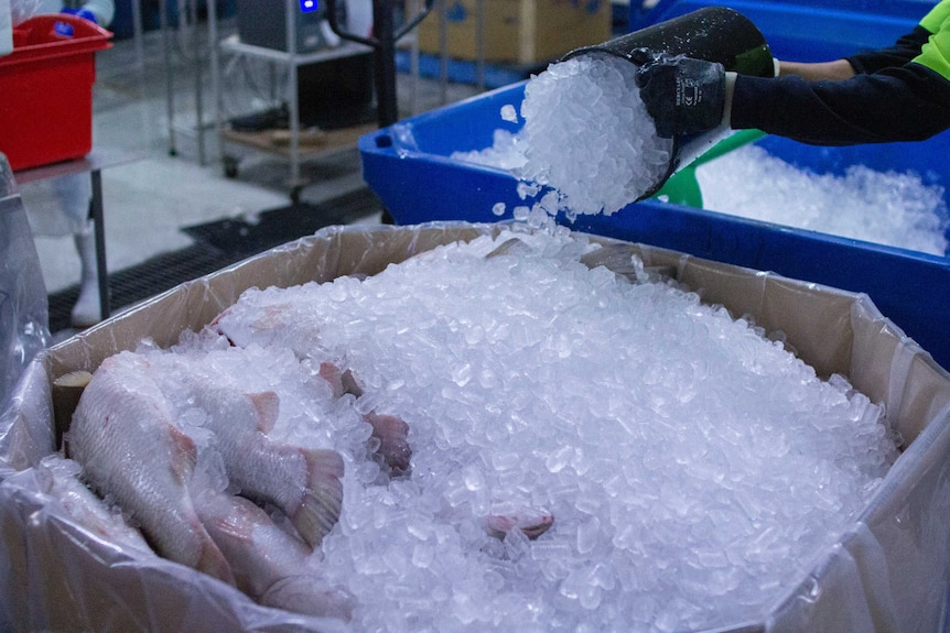 barramundi in a box with ice being poured over top.
