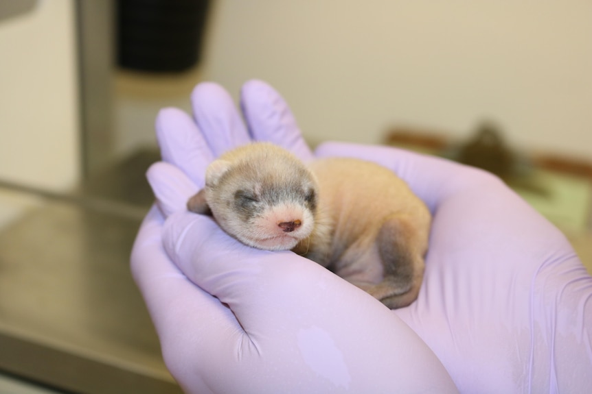 Tiny three-week-old ferret held in a scientist's purple-gloved hand