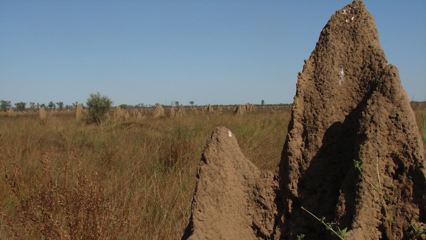 Termite mounds near the Napier Ranges