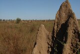 Termite mounds near the Napier Ranges