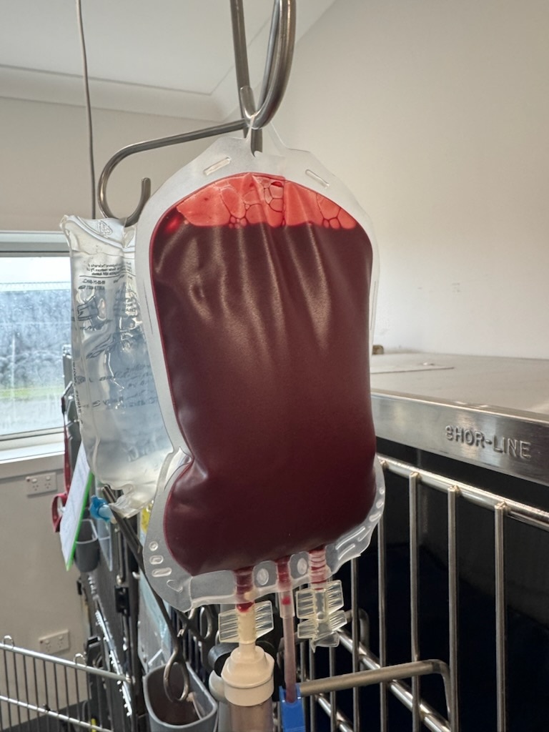 A bag of blood hanging up.