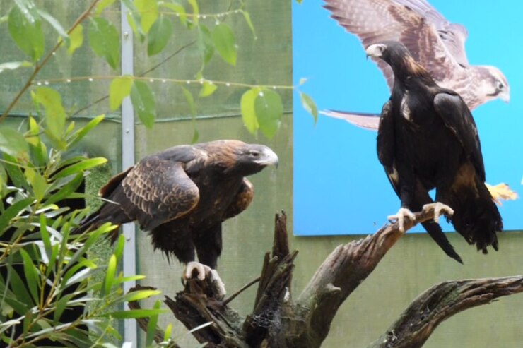 Two wedge-tail eagles in a wildlife sanctuary