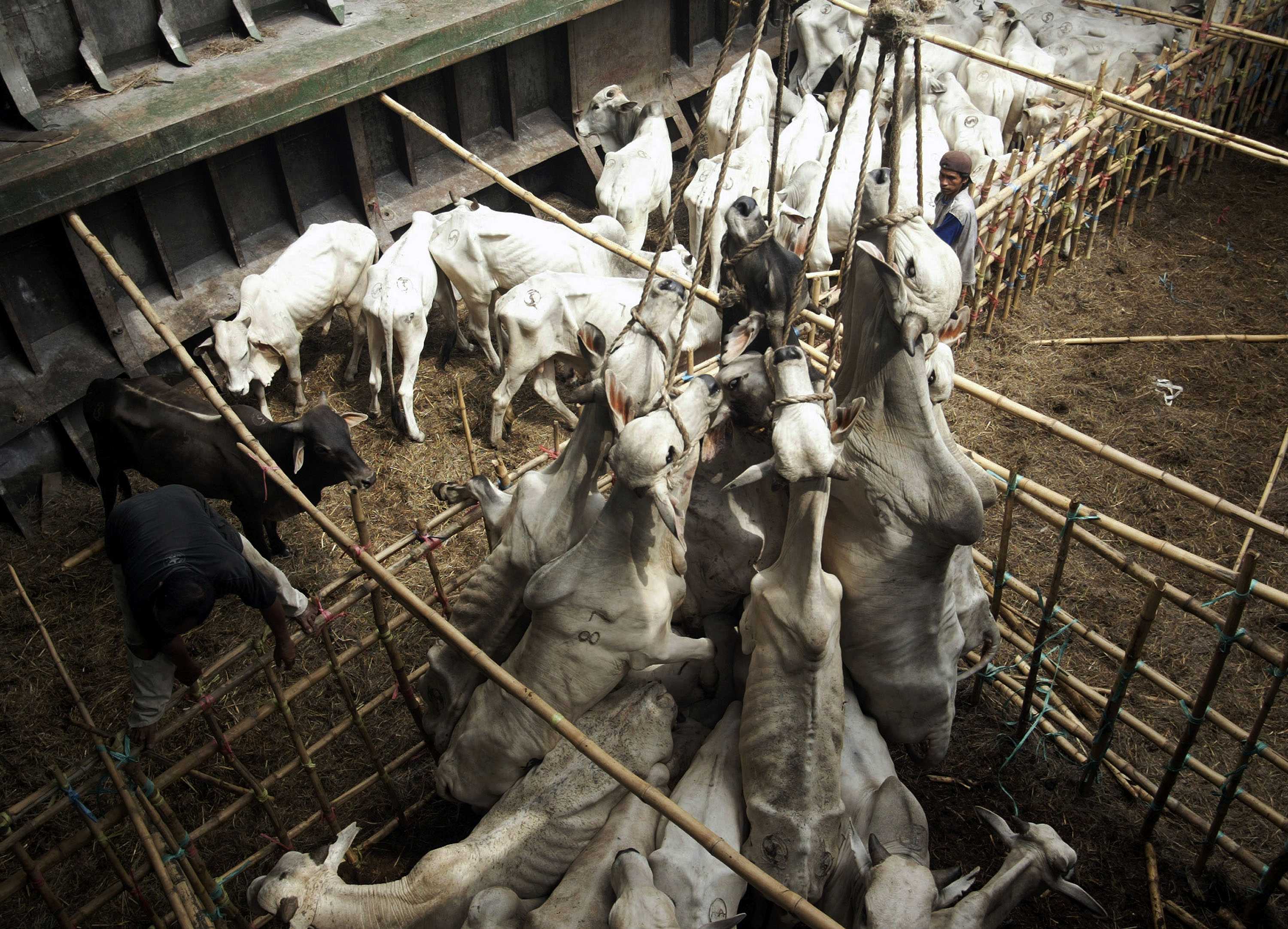Anger over photos of Indonesian cattle cruelty ABC News