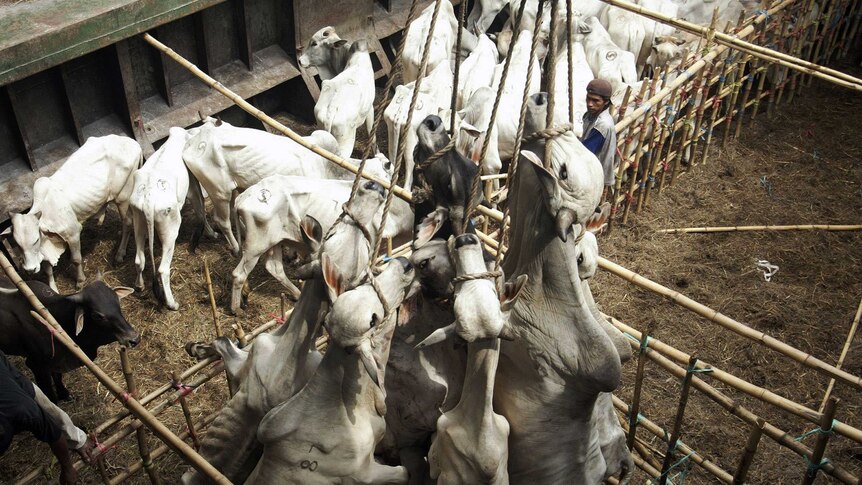 Workers unload cattle by using ropes hanging around their necks