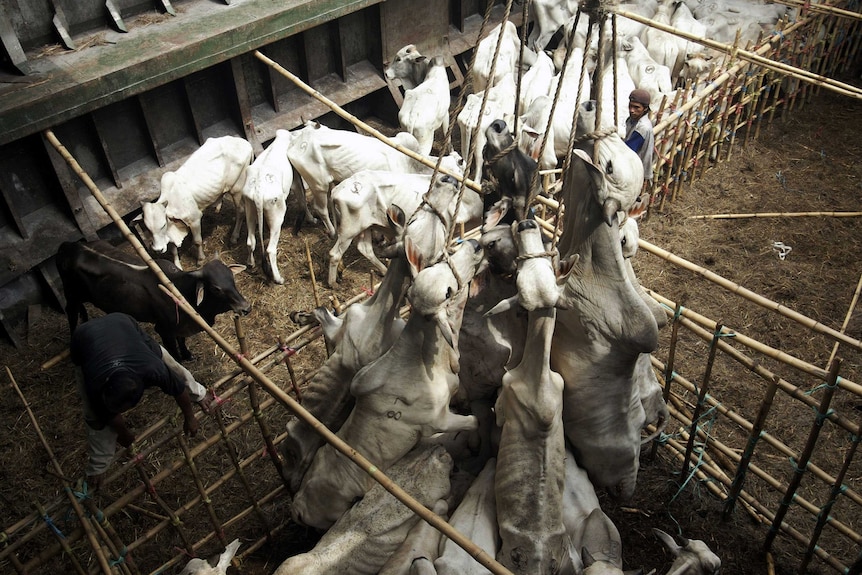 Workers unload cattle by using ropes hanging around their necks