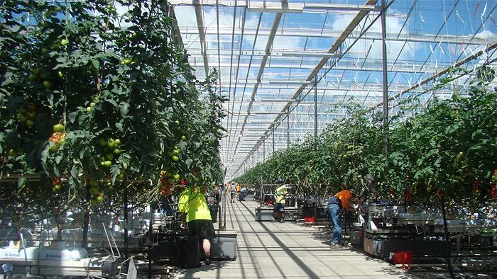 Inside the existing glass house at the Guyra facility. (file photograph)