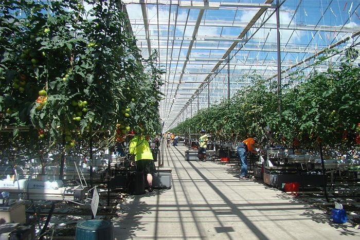 Growing glasshouse tomatoes