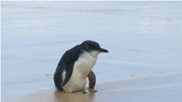 A fairy penguin walks on the beach on Fraser Island in Queensland's Wide Bay region.