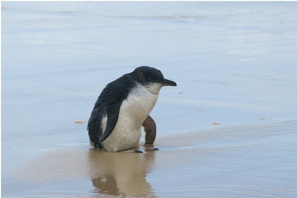 A fairy penguin walks on the beach on Fraser Island in Queensland's Wide Bay region.