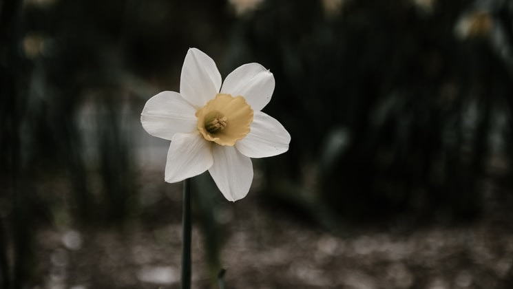 A flower with white petals