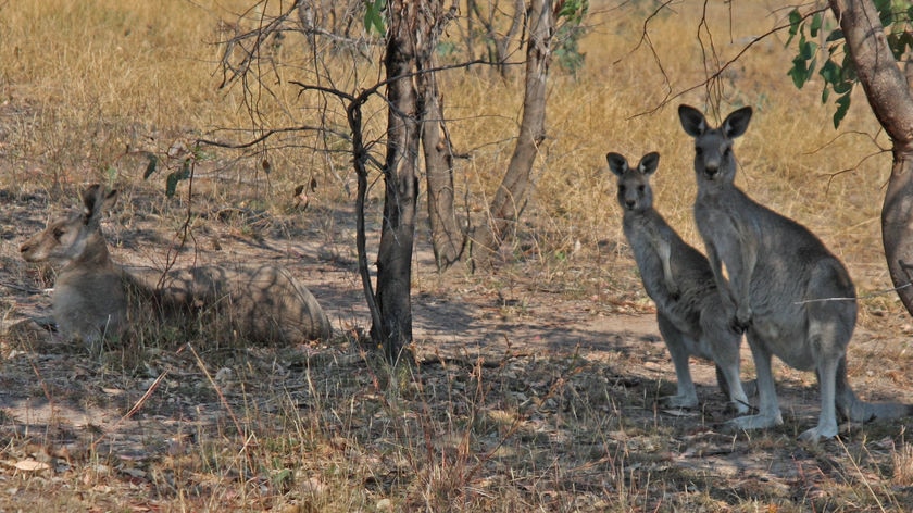 Three kangaroos rest in the shadows.