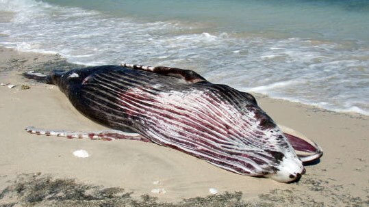 A whale calf carcass washed up on Gnaraloo Beach, north of Carnarvon