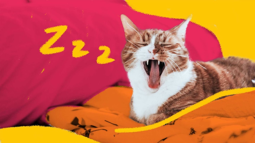 Photo and illustration of cat yawning on bed, from our tips to getting a better night's sleep.