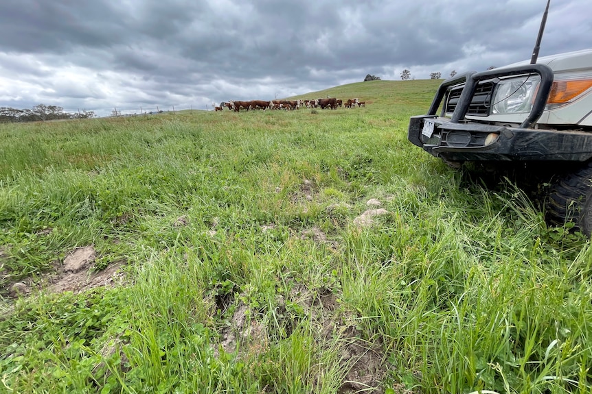 A paddock of green pasture with deeply rutted soil. A mob of cattle graze in the background.