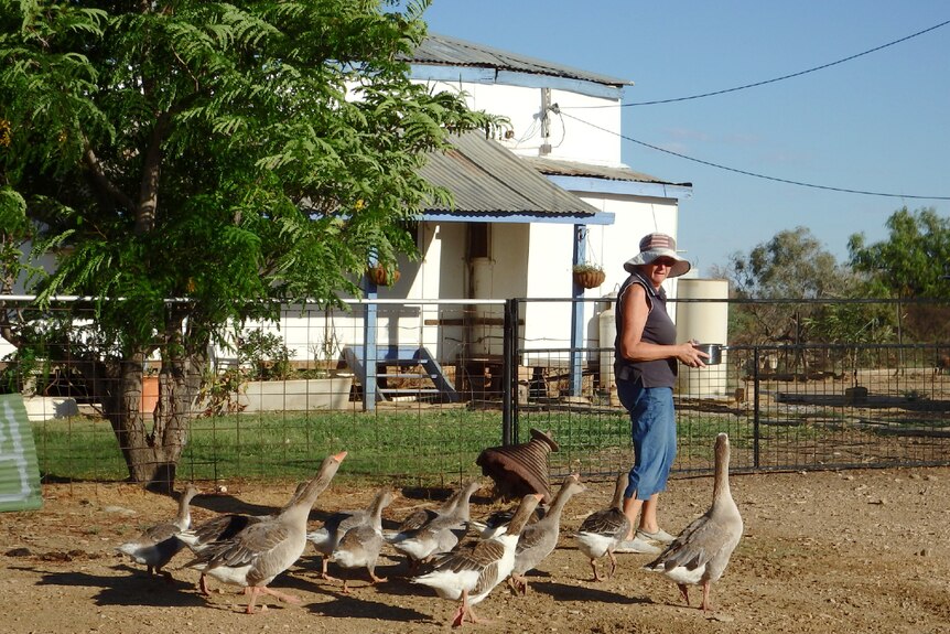A woman stands among a gaggle of geese outside