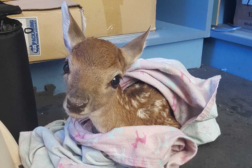 Fawn wrapped in blanket