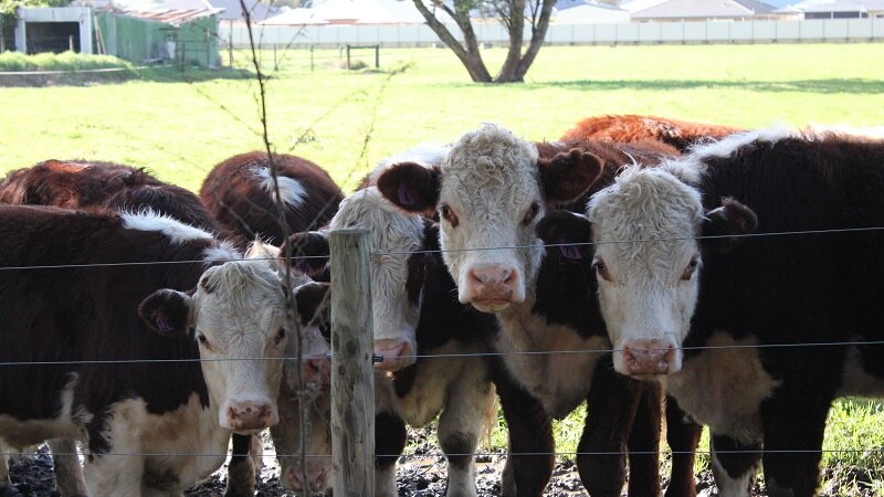 New livestock welfare committee