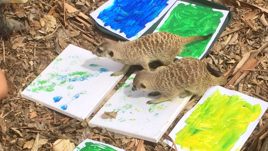 Meerkats Makena and Sekai are stepping out into an artistic career at Canberra's National Zoo and Aquarium.