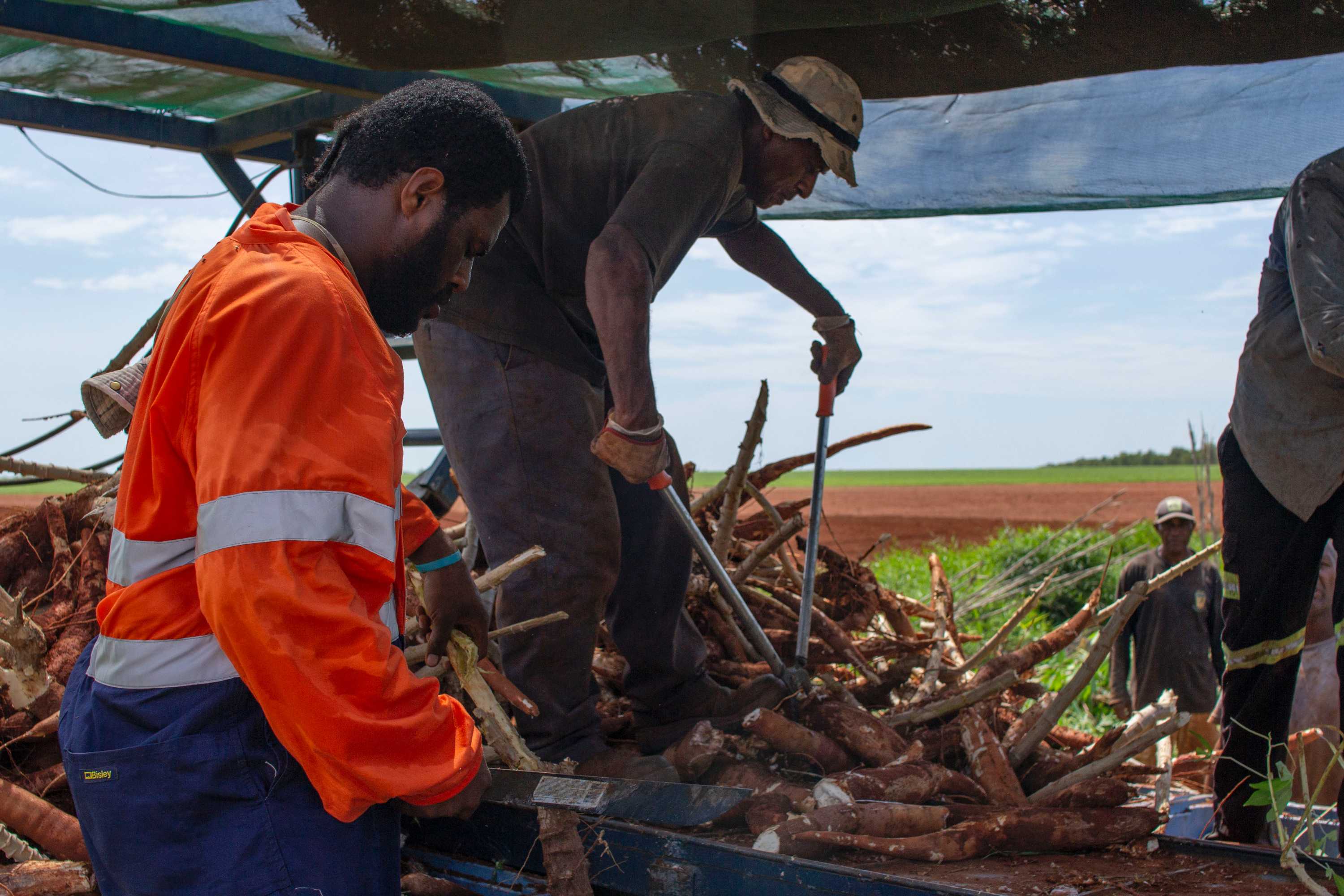Cassava grown for Vanuatu workers turns into potential moneymaker for