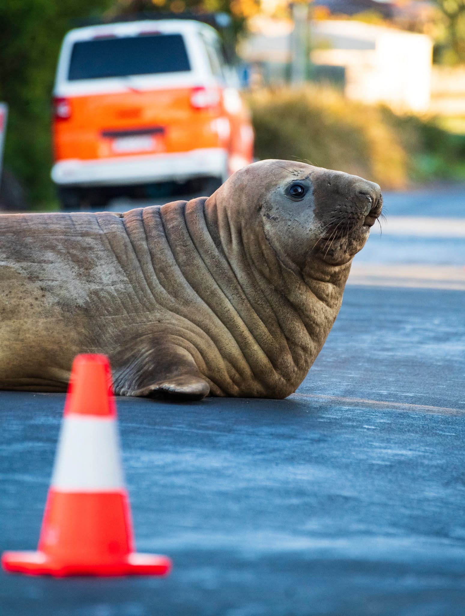 Neil the seal 'may have moved on', Tasmanian wildlife experts say