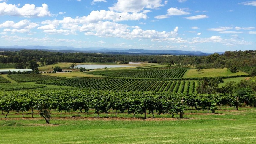 Green lush fields with wineries.