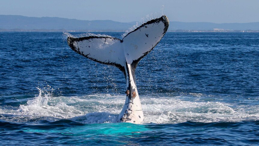 The underside of a humpback whale tail in sticking up from the ocean.