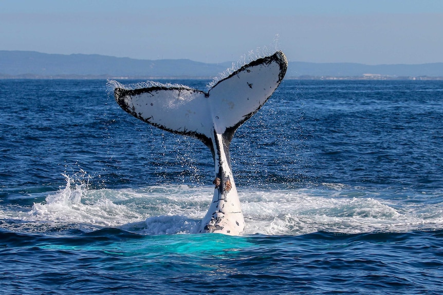 The underside of a humpback whale tale in sticking up from the ocean.