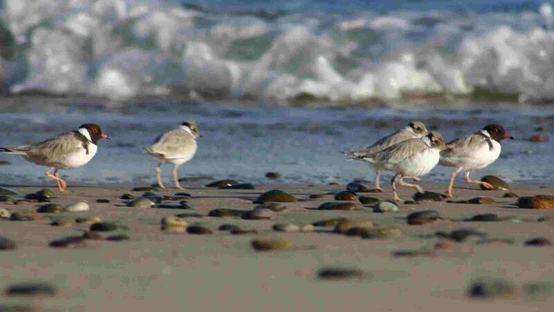 Hooded plovers at risk from coming surf and music event