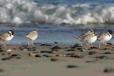 Hooded plovers at risk from coming surf and music event