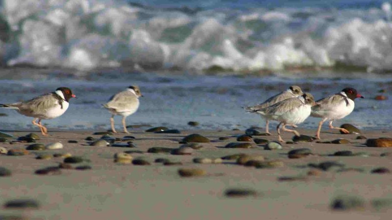 A family of critically endangered hooded plovers on a beach
