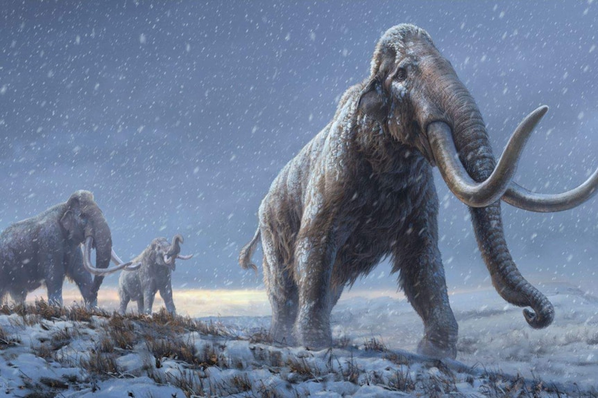Three woolly mammoths walking along a snowy landscape.