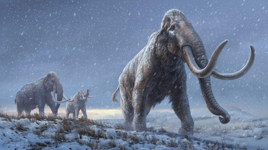 Three woolly mammoths walking along a snowy landscape.