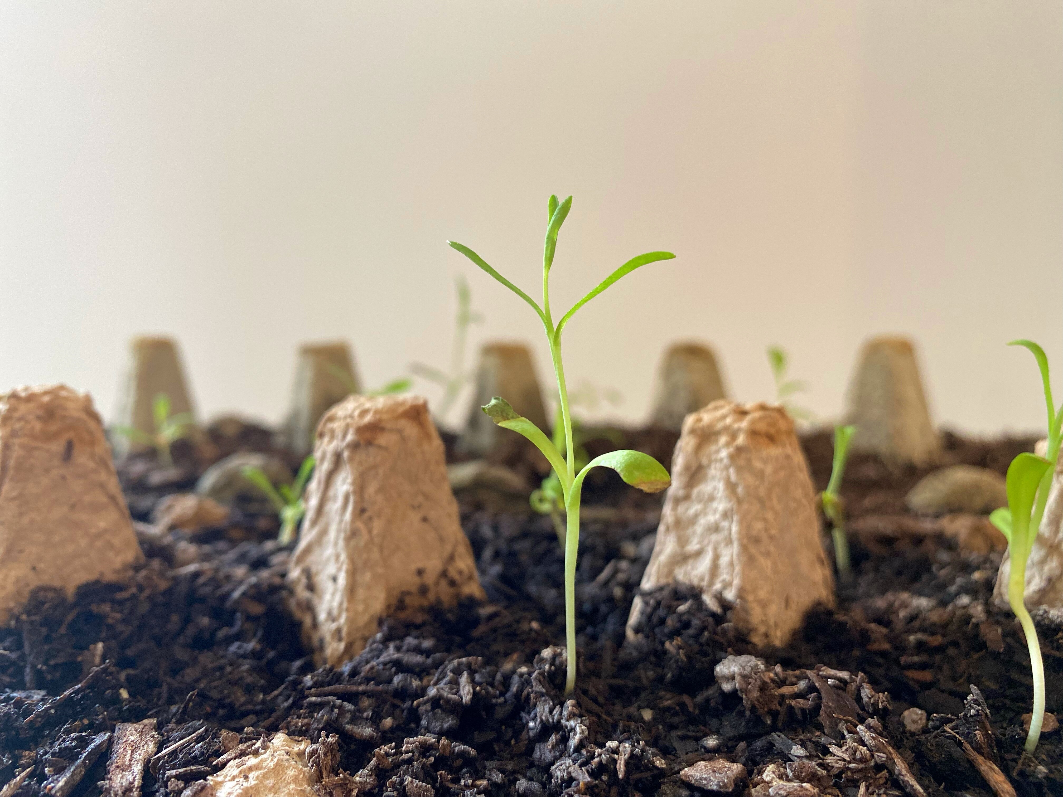 A generic photo of a green seedling in dirt in an egg carton, with other little seedlings around it.