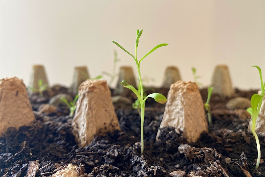 A generic photo of a green seedling in dirt in an egg carton, with other little seedlings around it.