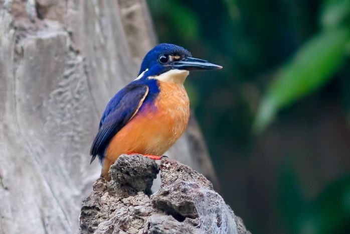 A brilliantly coloured Australian kingfisher perched in a forest.