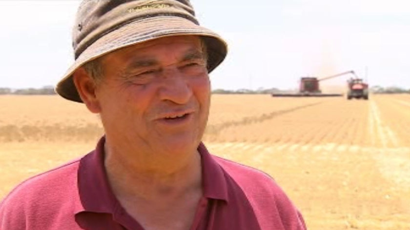 Nino Messina and his wheat crop on his Mullewa farm last year